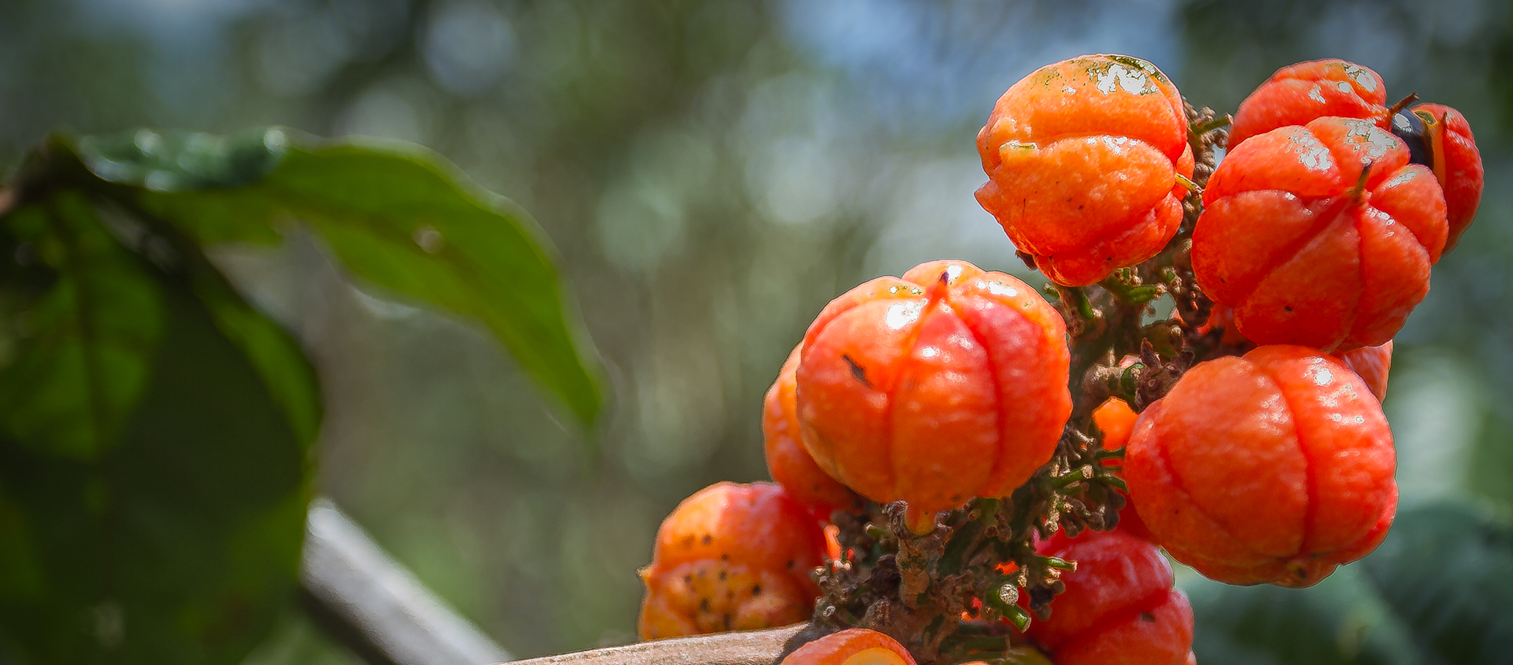 Guarana Fruit