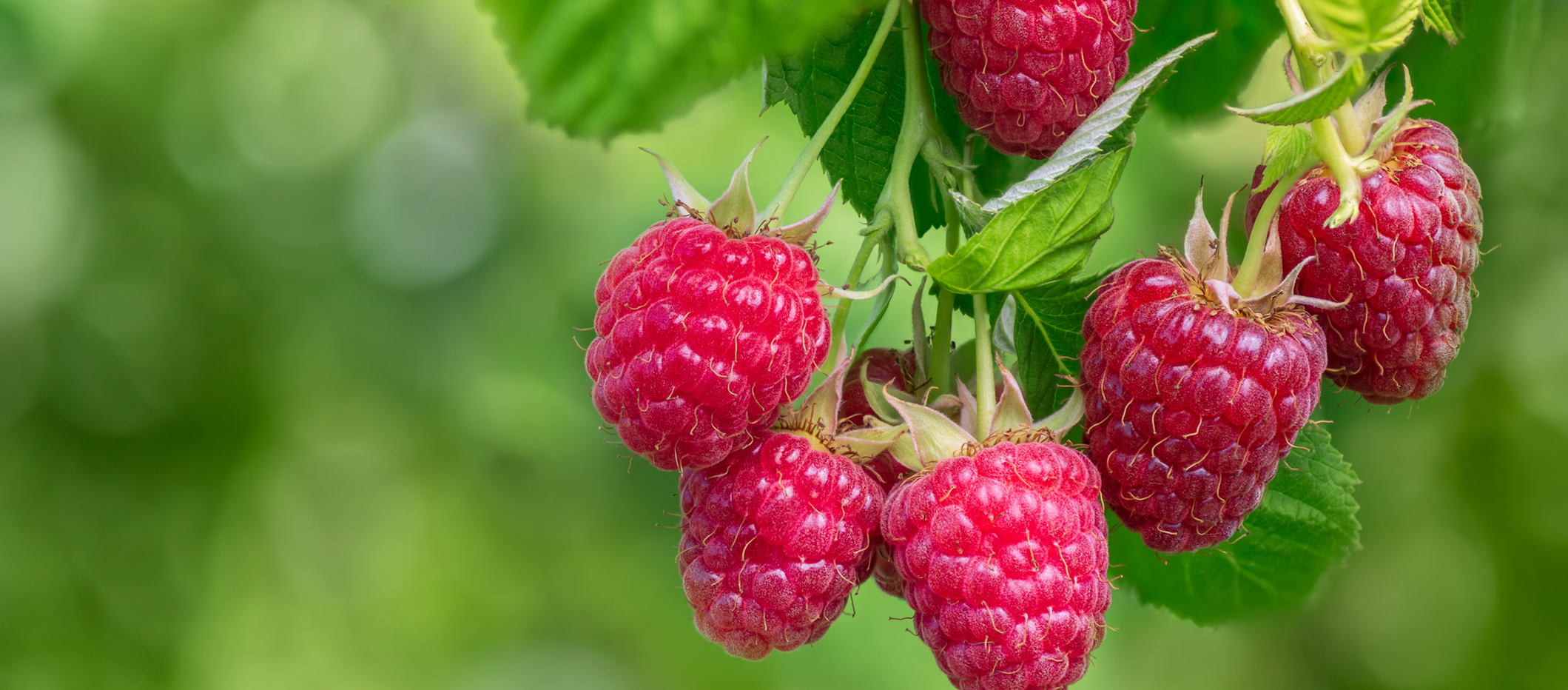 Raspberry fruit