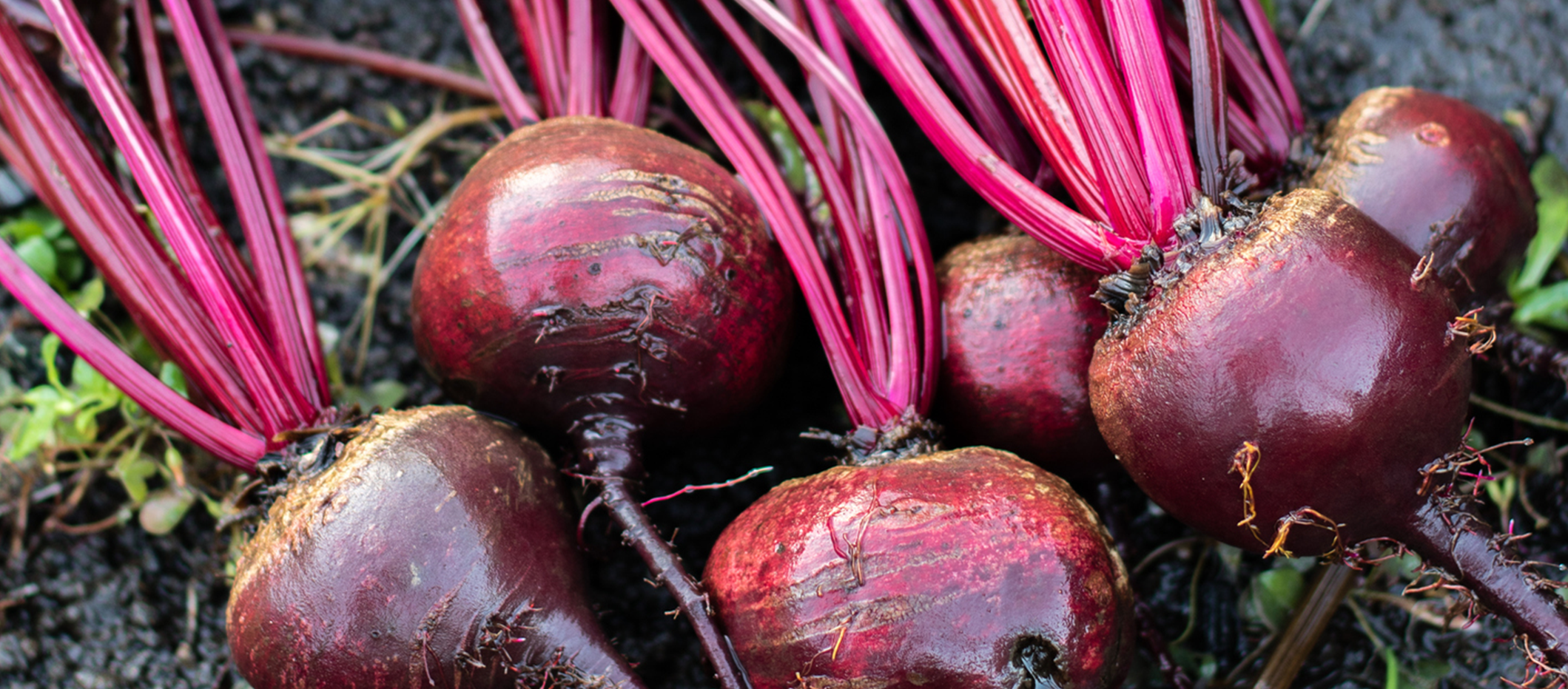 Beetroot coloring
