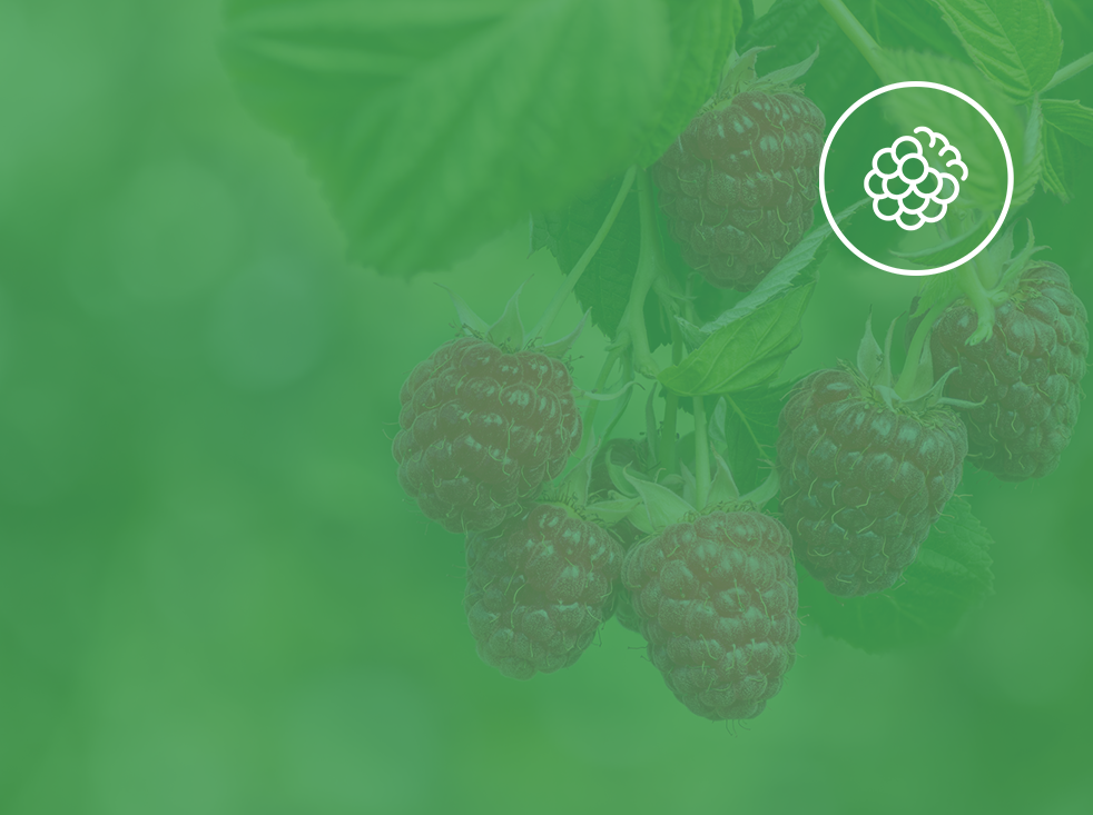 Clean Ingredients Background